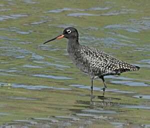 Spotted Redshank Breeding Plumage