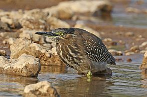 Striated heron (Butorides striata chloriceps)