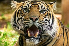 Sumatran tiger at Paignton Zoo