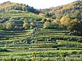 Terrassenweingaerten Wachau