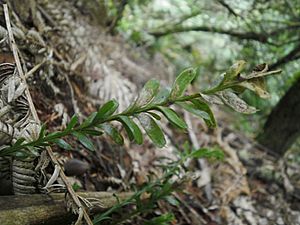 Tmesipteris tannensis 11.JPG