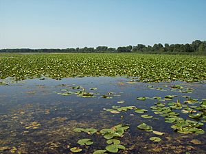 Tobico Marsh