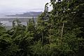 TongasNF