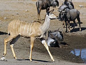 Tragelaphus strepsiceros (female).jpg