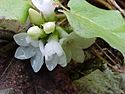 Trailing arbutus.jpg