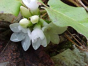 Trailing arbutus