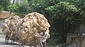 Transporting Jute In Rural Bangladeshi Village 05