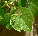 Vitis arizonica 2