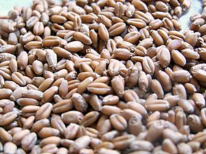 Wheatberries