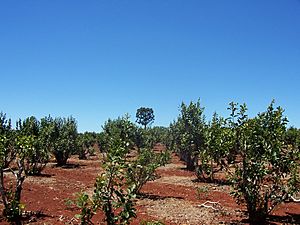 Yerba-mate-misiones