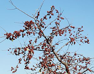 Ziziphus mucronata, vrugte, Laersdrif, a.jpg