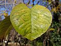 A leaf of Chaenomeles sinensis Koehne PC120027