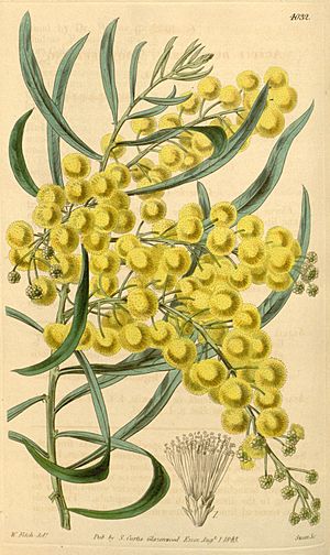 "Acacia dentifera" illustration