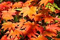 Acer japonicum Vitifolium JPG1fu