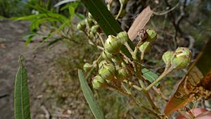 Angophora bakeri buds (11463634435).jpg