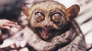 Angrytarsier