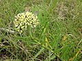 Asclepias asperula