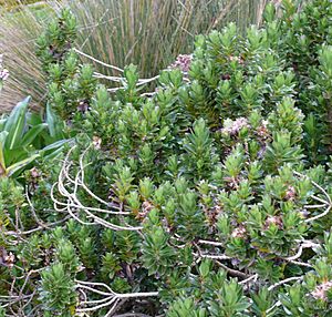 Baccharis arbutifolia.jpg