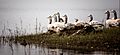 Bar-Headed Goose - Kabini scape