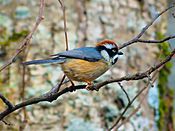 Black-throated bushtit at Godawari.jpg