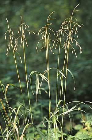 Bromus pubescens.jpg