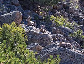 Browns Canyon National Monument (15740559230).jpg