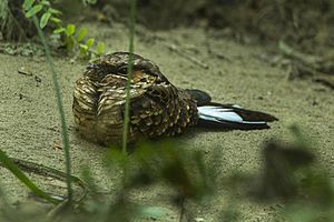 Buff-collared Nightjar.jpg