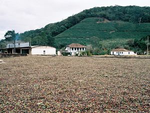 Café no terreiro de pedra