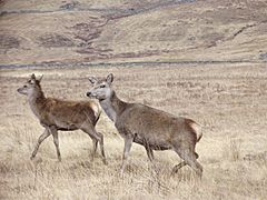 Cervus elaphus highlands