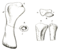 Cetiosauriscus forelimb