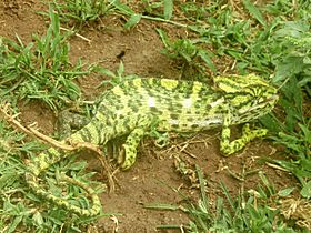 Chameleon, Mysore