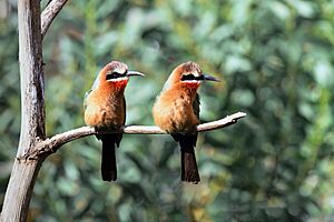 Couple of White-fronted bee-eater