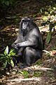 Crested Black Macaque (Macaca nigra)