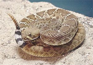 Crotalus ruber 02.jpg