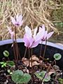 Cyclamen cilicium01