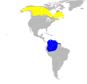 Dendroica striata map.svg