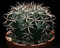 Echinocactus platyacanthus9