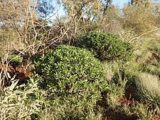 Eremophila galeata (habit)