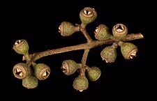 Eucalyptus bridgesiana fruit