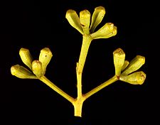 Eucalyptus guilfoylei buds