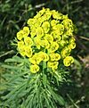 Euphorbia cyparissias 02 bgiu.jpg