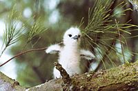 Fairy or White Tern hatchling