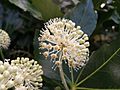 Fatsia japonica1