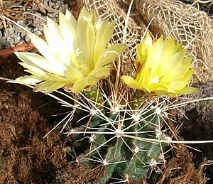 Ferocactus hamatacanthus sinuatus HabitusFlowers Bln0906b.jpg