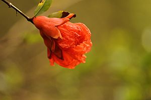 Flower of Pomegranate