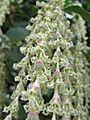 Garrya elliptica male catkins