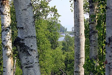 Gfp-minnesota-gooseberry-falls-state-park-view-through-trees