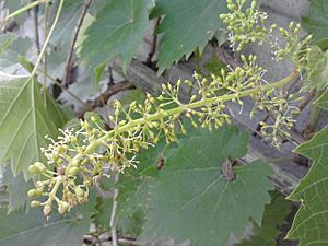 Grape - inflorescence