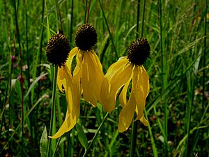 Hickory hill park Coneflowers