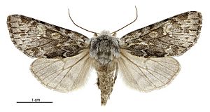 Ichneutica cana female.jpg